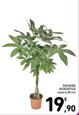 Spazio Conad Pachira acquatica offerta