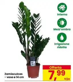 Eurospar Zamioculcas offerta