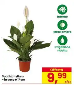 Eurospar SPATHIPHYLLUM offerta