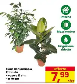 Eurospar Ficus Beniamino o Robusta offerta