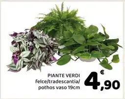 Conad Piante verdi offerta