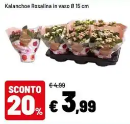 Iper La Grande Kalanchoe Rosalina offerta