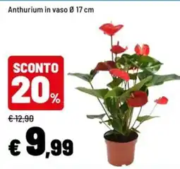 Iper La Grande Anthurium in vaso offerta