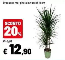 Iper La Grande Dracaena marginata offerta