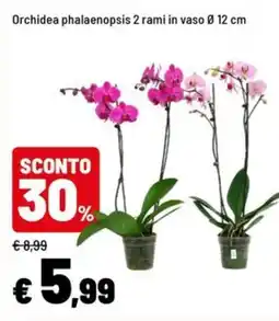 Iper La Grande Orchidea phalaenopsis offerta