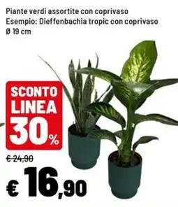 Iper La Grande Piante verdi assortite con coprivaso offerta