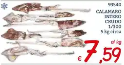 Zona Calamaro intero crudo offerta