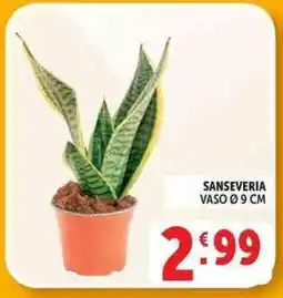 Deco Supermercati Sanseveria offerta