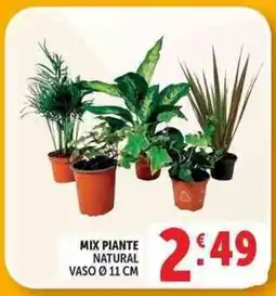 Deco Supermercati Mix piante natural offerta