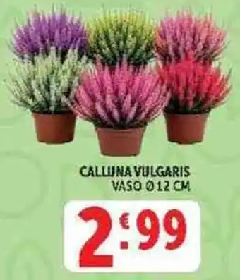 Deco Supermercati Calluna vulgaris offerta