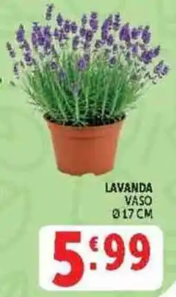 Deco Supermercati Lavanda Vaso offerta