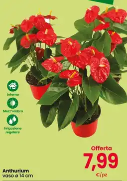 Despar Anthurium offerta