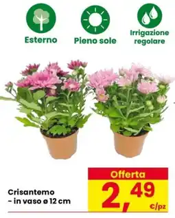 Despar Crisantemo offerta