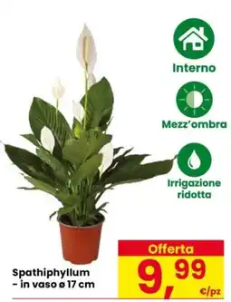 Despar Spathiphyllum offerta
