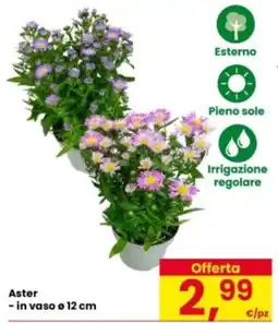 Eurospar Aster offerta