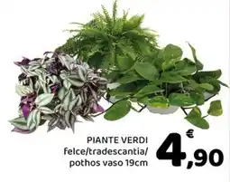 Conad Margherita Piante verdi felce/tradescantia/pothos offerta