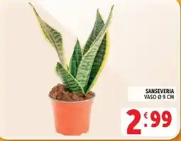 Deco Market Sanseveria offerta