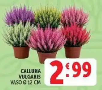 Deco Market Calluna vulgaris offerta