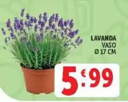 Deco Market Lavanda offerta