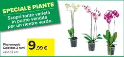 Carrefour Phalenopsis Caleidos offerta