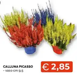 Mercatò Extra Calluna Picasso offerta