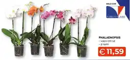 Mercatò Big Phalaenopsis offerta