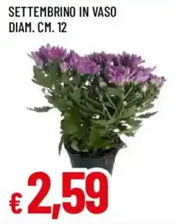 Famila Settembrino in vaso offerta
