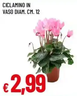 Famila Ciclamino offerta