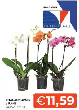 Mercatò Phalaenopsis 2 rami offerta