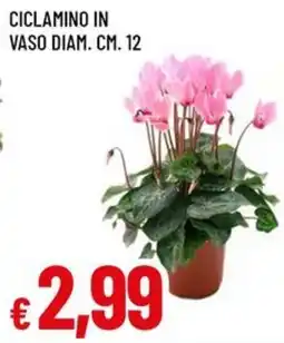 Galassia superstore Ciclamo in vaso offerta