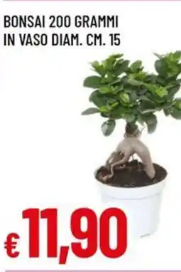 Galassia superstore Bonsai offerta