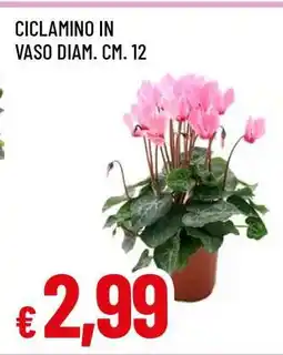 Famila CICLAMINO IN VASO DIAM. CM. 12 offerta