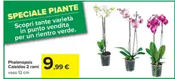 Carrefour Phalenopsis Caleidos 2 rami offerta
