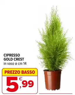 Iperal Cipresso Gold Crest offerta