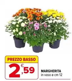 Iperal Margherita offerta