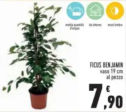 Conad Superstore Ficus Benjamin offerta