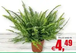 Pewex Felce vaso offerta