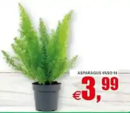Pewex Asparagus vaso 14 offerta
