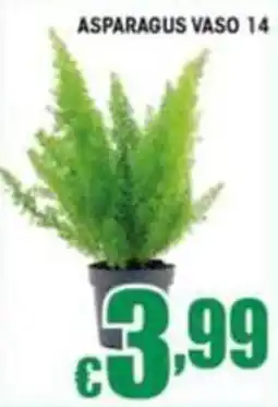 Sacoph Asparago in vaso offerta