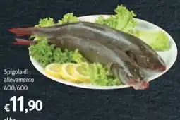 Futura Supermercati Spigola di allevamento offerta