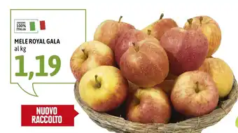 Madis Mele Royal Gala offerta