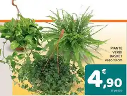 Conad City Piante verdi basket offerta
