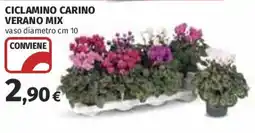 Coop Superstore Ciclamino carino verano mix offerta