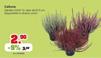 Calluna Garden Girls®