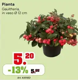 TuttoGiardino Pianta Gaultheria offerta