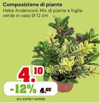 Composizione di piante Hebe Andersonii
