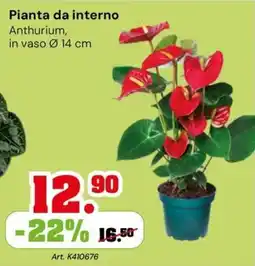 TuttoGiardino Pianta da interno Anthurium offerta