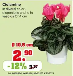 TuttoGiardino Ciclamino offerta