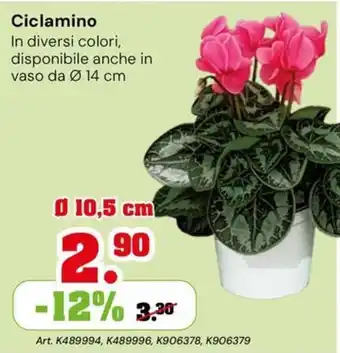Ciclamino