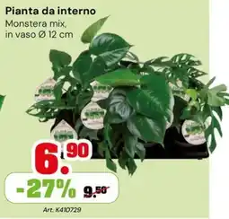 TuttoGiardino Pianta da interno Monstera mix offerta